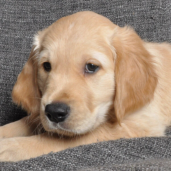 Umakee's Collin Cyron